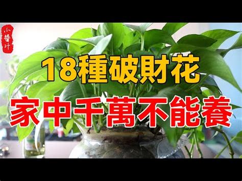 財位適合放什麼植物|10種財位放什麼植物旺財運？讓你家裡財氣滿滿